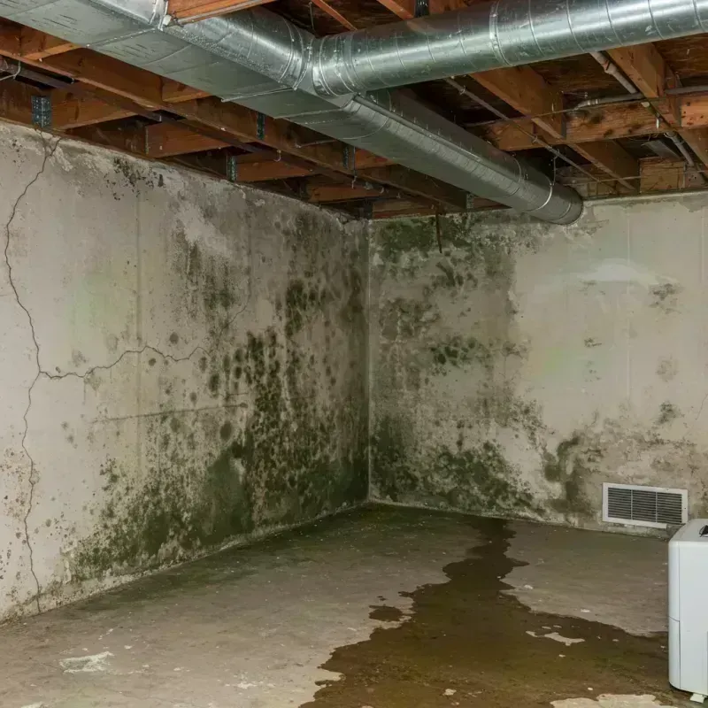 Professional Mold Removal in Keenesburg, CO